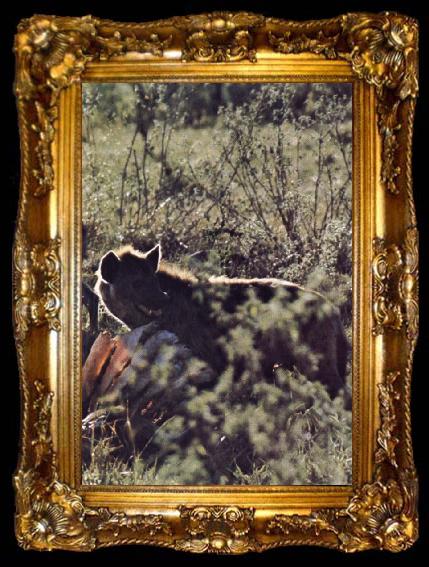 framed  unknow artist Hyenan dodar often an Leo and able with forvanansvard speed consume sits loot, ta009-2
